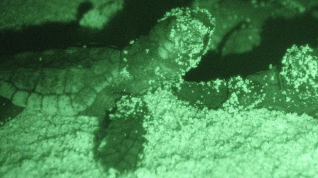 uova-di-caretta-caretta-a-is-arenas-spiaggia-chiusa