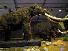 Milioni di anni fa, in piazza d’Armi, coccodrilli, mammuth e squali giganti milioni-di-anni-fa-in-piazza-d-and-rsquo-armi-coccodrilli-mammuth-e-squali-giganti