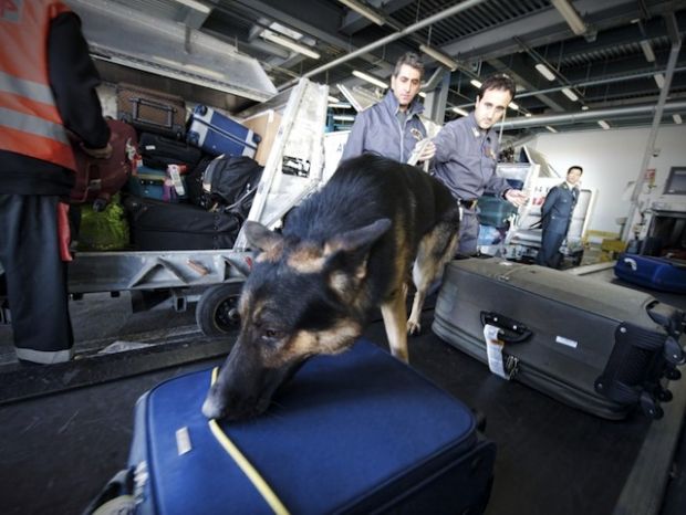 Inchiodato dal cane antidroga inchiodato-dal-cane-antidroga-nigeriano-arrestato-all-and-rsquo-aeroporto