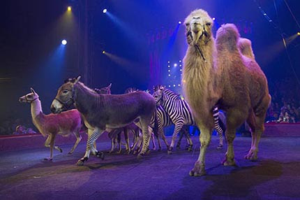 In Toscana gli animali da circo sequestrati ieri in-toscana-gli-animali-da-circo-sequestrati-ieri
