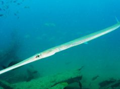 All’acquario di Cala Gonone arriva il pesce flauto all-acquario-di-cala-gonone-arriva-il-pesce-flauto