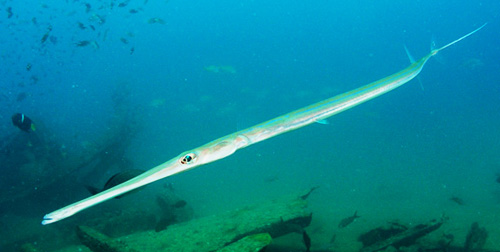 all-acquario-di-cala-gonone-arriva-il-pesce-flauto