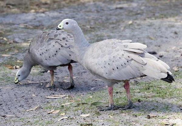 Mostra di polli ornamentali. Offerti mille euro per un'oca pregiata mostra-di-polli-ornamentali-offerti-mille-euro-per-un-oca-pregiata
