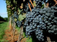 il-carignano-del-sulcis-vola-a-vinitaly-mosca-per-conquistare-il-mercato-russo