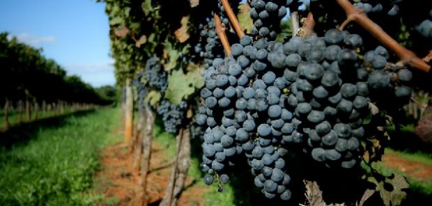 il-carignano-del-sulcis-vola-a-vinitaly-mosca-per-conquistare-il-mercato-russo