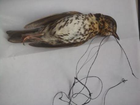 capoterra-bracconiere-fermato-con-2-tartarughe-e-400-uccelli-denunciato