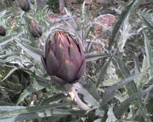 rubano-40-kg-di-carciofi-per-rivenderli-in-piazzale-trento-arrestati-3-cagliaritani