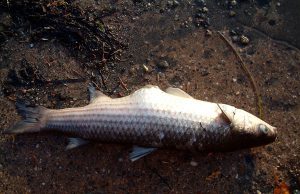 Moria di pesci a Su Castiau, Tocco (Fi): “Occorre stanziamento straordinario per aiutare pescatori” moria-di-pesci-nel-tirso-indagato-clivati-di-ottana-energia