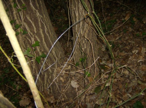 Trappole e tordi avvelenati col topicida come esche: bracconieri filmati trappole-e-tordi-avvelenati-col-topicida-come-esche-bracconieri-filmati