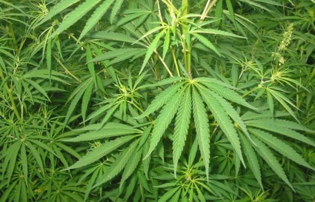 Coltivava marijuana in campagna: allevatore arrestato coltivava-marijuana-in-campagna-allevatore-arrestato