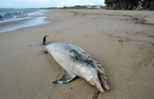 delfino-spiaggiato-a-torregrande