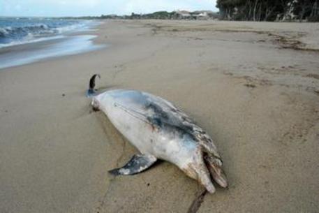 delfino-spiaggiato-a-torregrande