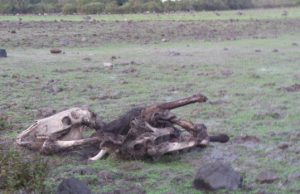 gesturi-il-sindaco-smentisce-pili-and-ldquo-nessuna-strage-solo-selezione-naturale-and-rdquo