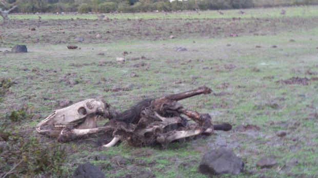 gesturi-il-sindaco-smentisce-pili-and-ldquo-nessuna-strage-solo-selezione-naturale-and-rdquo