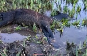 giara-i-sindaci-minacciano-querele-and-quot-ma-quale-strage-pili-mente-and-quot