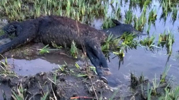 giara-i-sindaci-minacciano-querele-and-quot-ma-quale-strage-pili-mente-and-quot