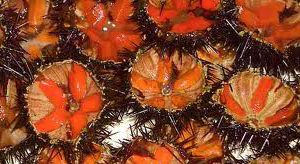 ricci-protesta-dei-pescatori-contro-il-ministero-and-ldquo-troppi-vincoli-nell-and-rsquo-area-protetta-and-rdquo