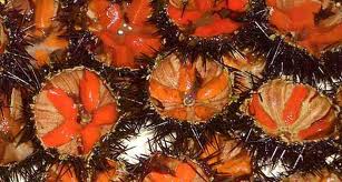 ricci-protesta-dei-pescatori-contro-il-ministero-and-ldquo-troppi-vincoli-nell-and-rsquo-area-protetta-and-rdquo