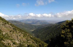 cinghiale-ucciso-nell-and-rsquo-oasi-protetta-nei-guai-compagnia-di-caccia