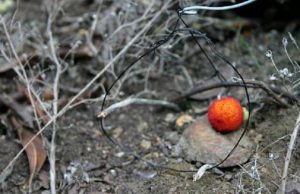 capoterra-blitz-antibracconaggio-neutralizzate-oltre-mille-trappole-liberato-un-cinghiale