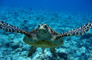 in-libert-and-agrave-and-ldquo-fortuna-and-rdquo-la-tartaruga-salvata-nel-golfo-di-cagliari