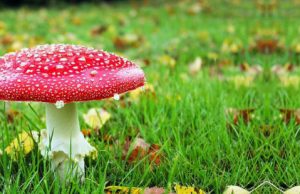 Intossicazione da funghi, nuovo caso in Gallura intossicazione-da-funghi-nuovo-caso-in-gallura