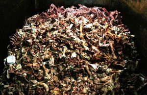 scarti-animali-trasformati-in-mangime-coldiretti-and-ldquo-rischio-emergenza-sanitaria-and-rdquo