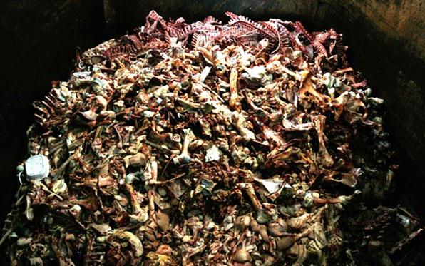 scarti-animali-trasformati-in-mangime-coldiretti-and-ldquo-rischio-emergenza-sanitaria-and-rdquo