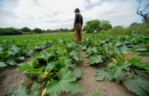 imu-agricola-forza-italia-presenta-una-legge-per-l-esenzione-totale-in-sardegna