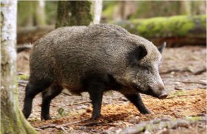 coldiretti-and-quot-pi-and-ugrave-risorse-per-i-danni-da-fauna-selvatica-and-quot