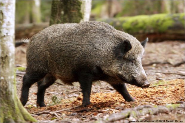 coldiretti-and-quot-pi-and-ugrave-risorse-per-i-danni-da-fauna-selvatica-and-quot