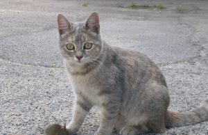 gatto-massacrato-a-martellate-caccia-ai-balordi