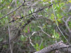 Bracconaggio, volontari Lipu rimuovono 3mila trappole nel cagliaritano bracconaggio-volontari-lipu-rimuovono-3mila-trappole-nel-cagliaritano
