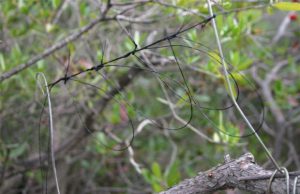 bracconaggio-volontari-lipu-rimuovono-3mila-trappole-nel-cagliaritano