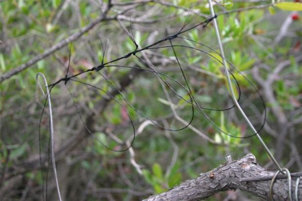 Bracconaggio bracconaggio-volontari-lipu-rimuovono-3mila-trappole-nel-cagliaritano