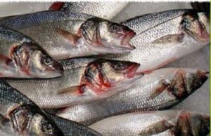 pescatori-senza-licenza-controlli-a-tappeto-a-santa-gilla-trenta-multe