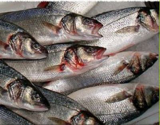 pescatori-senza-licenza-controlli-a-tappeto-a-santa-gilla-trenta-multe