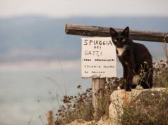 Su Pallosu, la colonia felina è fra i "Luoghi del cuore" 2014 ma il Comune la vuole "sfrattare" su-pallosu-la-colonia-felina-and-egrave-fra-i-and-quot-luoghi-del-cuore-and-quot-2014-ma-il-comune-la-vuole-and-quot-sfrattare-and-quot
