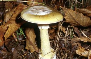 spore-di-funghi-velenosi-nei-prataioli-funzionario-carige-di-cagliari-morto-intossicato