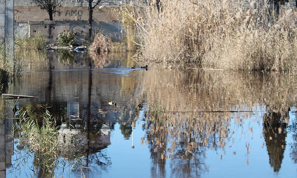 Una discarica abusiva a due passi dal cimitero: “Piccolo stagno con amianto e paperelle” una-discarica-abusiva-a-due-passi-dal-cimitero-and-ldquo-piccolo-stagno-con-amianto-e-paperelle-and-rdquo