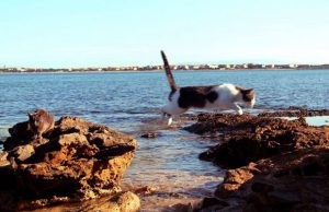 gatti-a-su-pallosu-la-disputa-tra-comune-e-associazione-finisce-in-parlamento