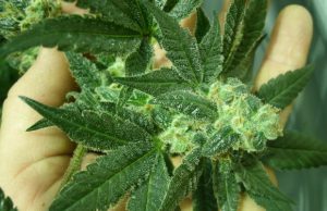 in-casa-un-supermarket-della-marijuana-e-20-mila-euro-arrestata