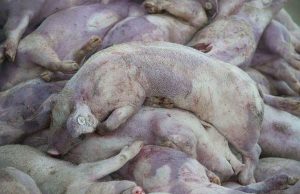 Lotta alla peste suina, un milione di euro dalla Ue lotta-alla-peste-suina-un-milione-di-euro-dalla-ue