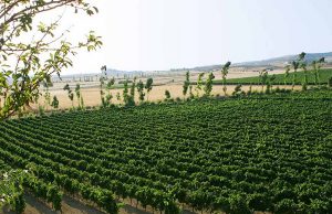 Scuola di potatura, lezione tra i filari a Serdiana scuola-di-potatura-lezione-tra-i-filari-a-serdiana