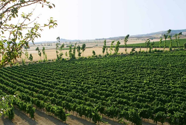 Scuola di potatura scuola-di-potatura-lezione-tra-i-filari-a-serdiana