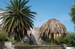 sassari-lotta-serrata-al-punteruolo-rosso