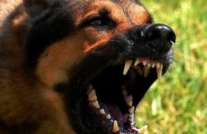 Via Umbria, bimba di 2 anni morsa al volto da un cane via-umbria-bimba-di-2-anni-morsa-al-volto-da-un-cane