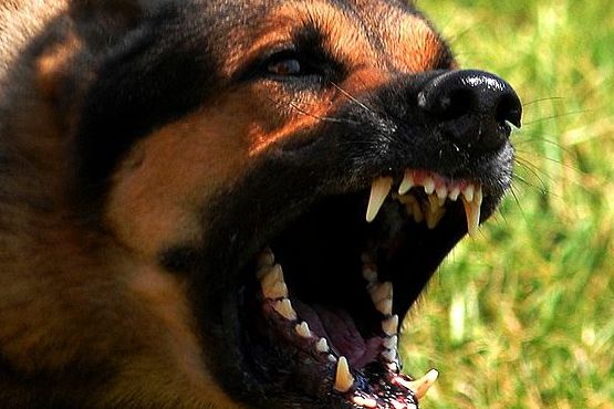 via-umbria-bimba-di-2-anni-morsa-al-volto-da-un-cane