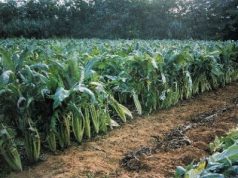 Bioprodotti coi cardi sardi, accordo Coldiretti-Novamont bioprodotti-coi-cardi-sardi-accordo-coldiretti-novamont