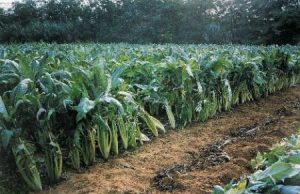 bioprodotti-coi-cardi-sardi-accordo-coldiretti-novamont